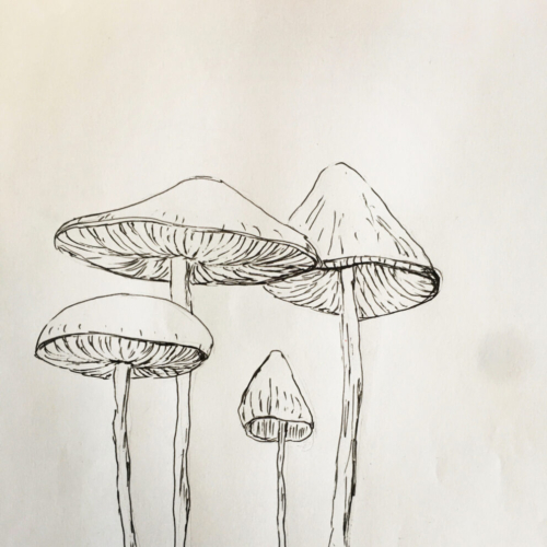 Pilze III , Zeichnung Fineliner 20x30cm 2022 PILZE