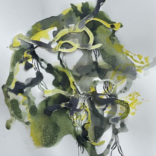GEDANKENGEWÄCHS.12 Tuschezeichnung/Papierschnitt 30x30cm 2026 tuschezeichnung