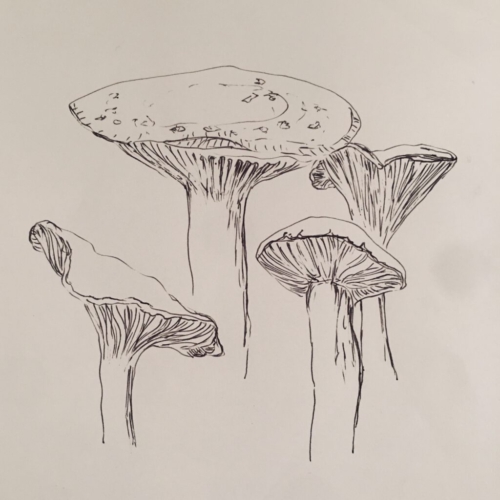 Pilze II , Zeichnung Fineliner 20x30cm 2022 PILZE