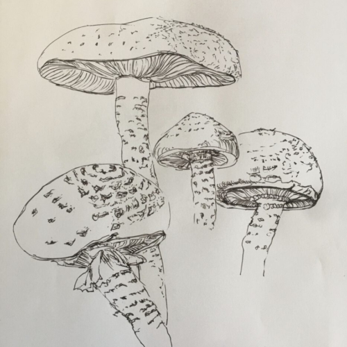 Pilze I , Zeichnung Fineliner 20x30cm 2022 PILZE