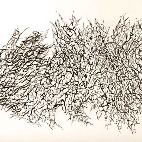 Kaktusgeflecht, 42x30cm,Zeichnung, Fineliner, 2022 Zeichnung
